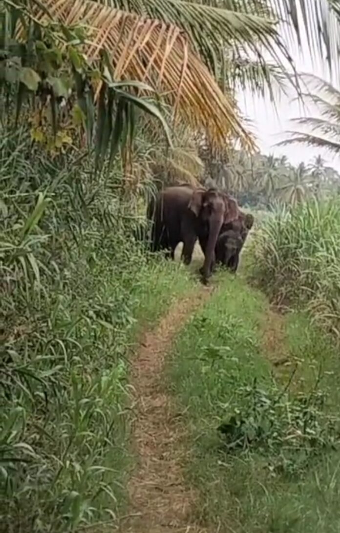 nudikarnataka.com A herd of elephants